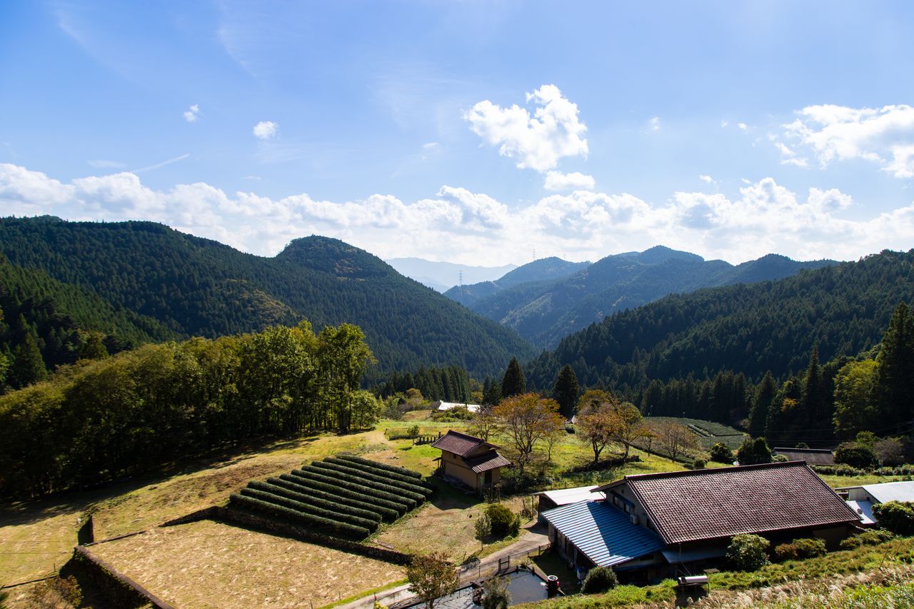 Ces champs de thé appartiennent au restaurant Chazen’ichi. Connu pour ses nouilles soba biologiques infusées au thé, l’établissement et figure dans le guide Michelin.