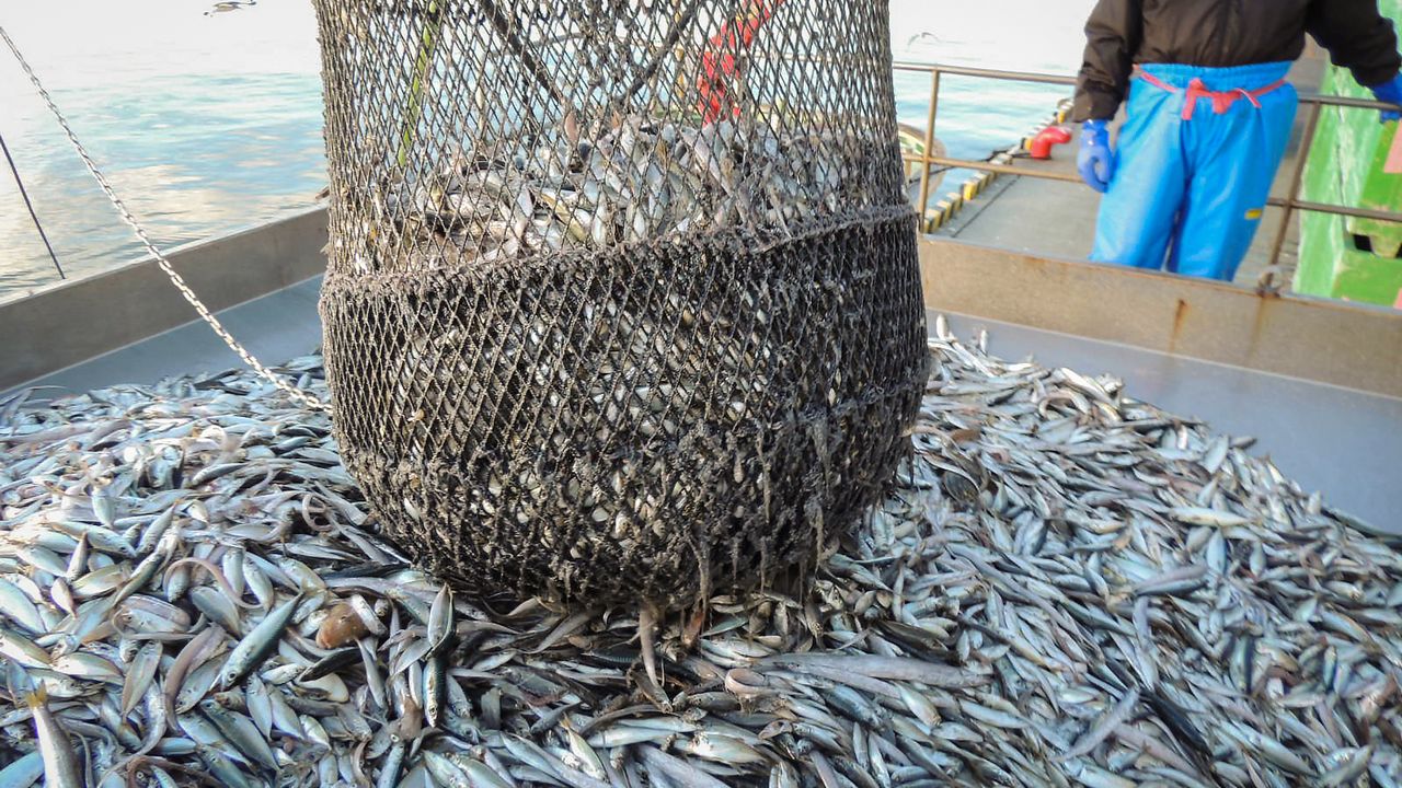 Les sardines sont de plus en plus petites - Sciences et Avenir