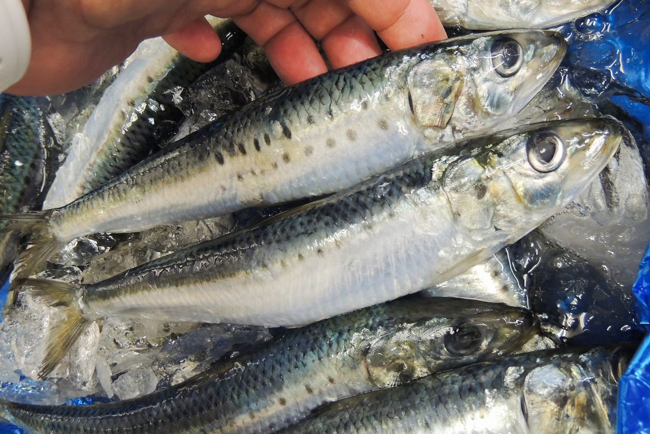 Les sardines sont principalement expédiées à l'état frais de poissons de 100 grammes ou plus.