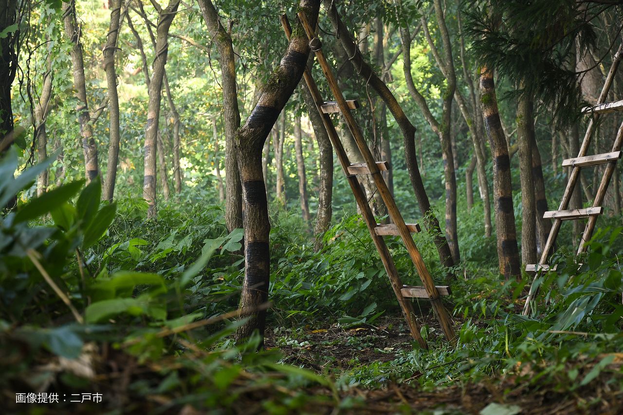 Une plantation dense d’arbres à laque. Un arbre ne produit qu’environ 200 ml de laque par an. (Photo avec l’aimable autorisation de la ville de Ninohe)