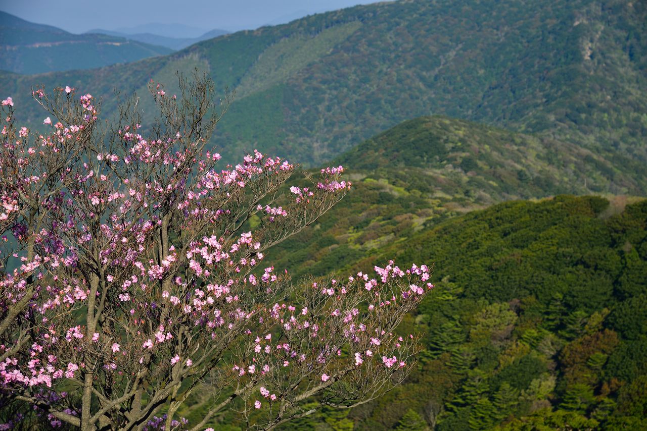 La vue du mont Sasa, avec les azalées akebono en fleur. (Pixta)