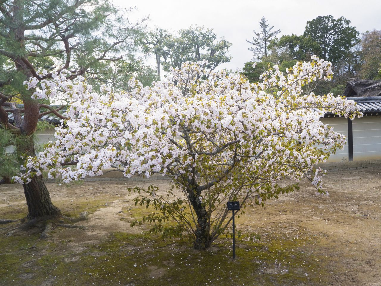 Les fleurs blanches odorantes sont la particularité des cerisiers de la variété ariake.