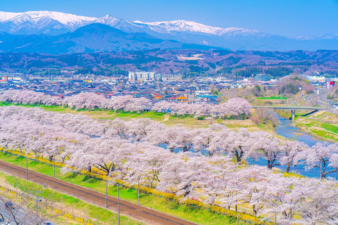 De magnifiques cerisiers en fleur longeant le bord de la rivière Shiroishi. (© Pixta)