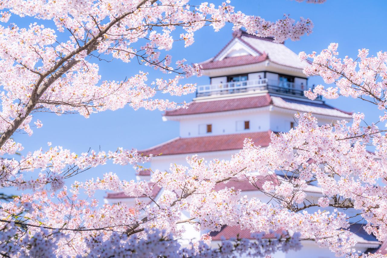 Le château de Tsurugajô, à Aizu-Wakamatsu, semble flotter parmi les magnifiques cerisiers en fleur. (© Pixta)