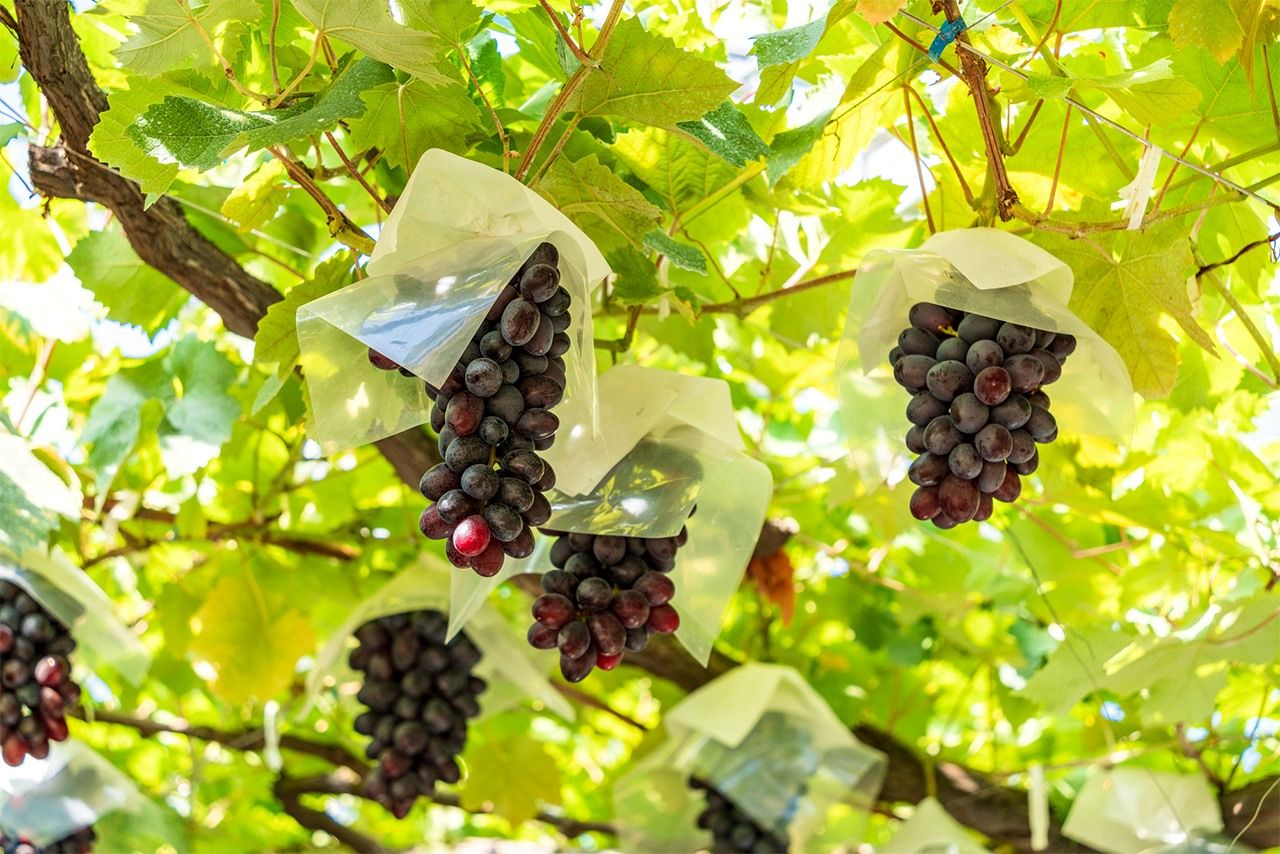 Des grappes de raisins japonais « Oriental star » cultivés à Misaka, dans la préfecture de Yamanashi. (© Pixta)