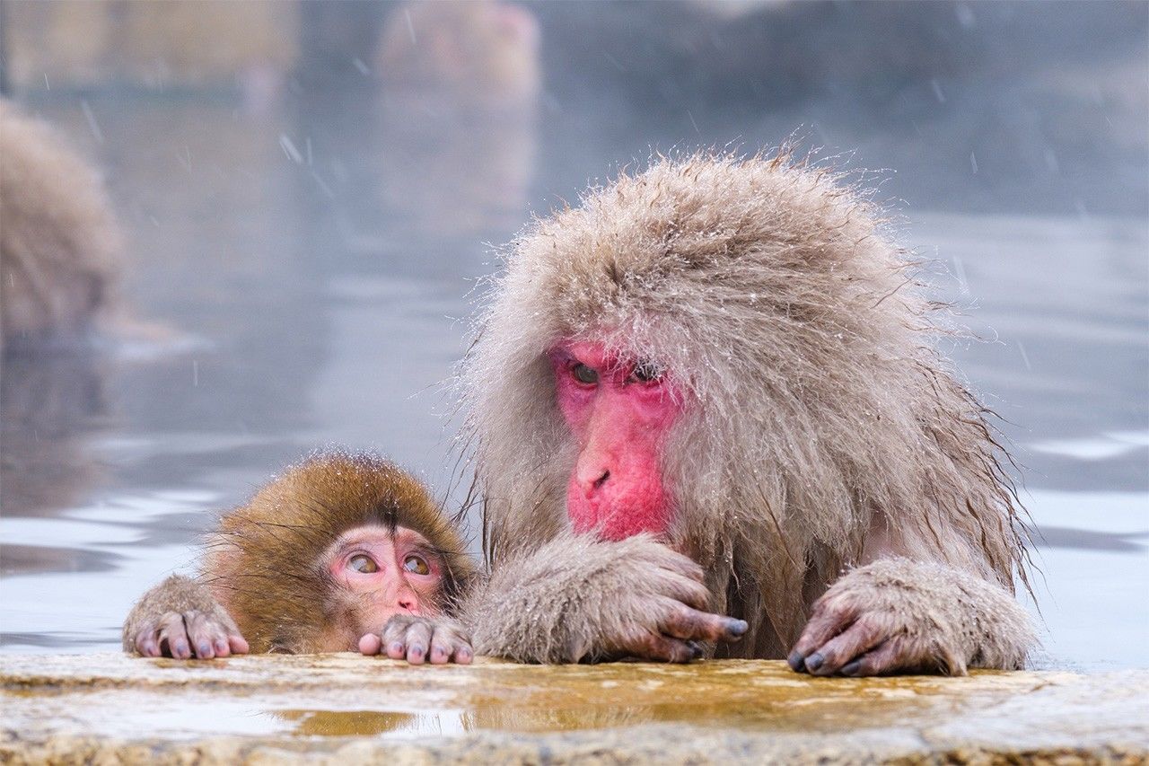 Des singes en pleine baignade dans une source thermale du Monkey Park de la Vallée des enfers. (© Pixta)