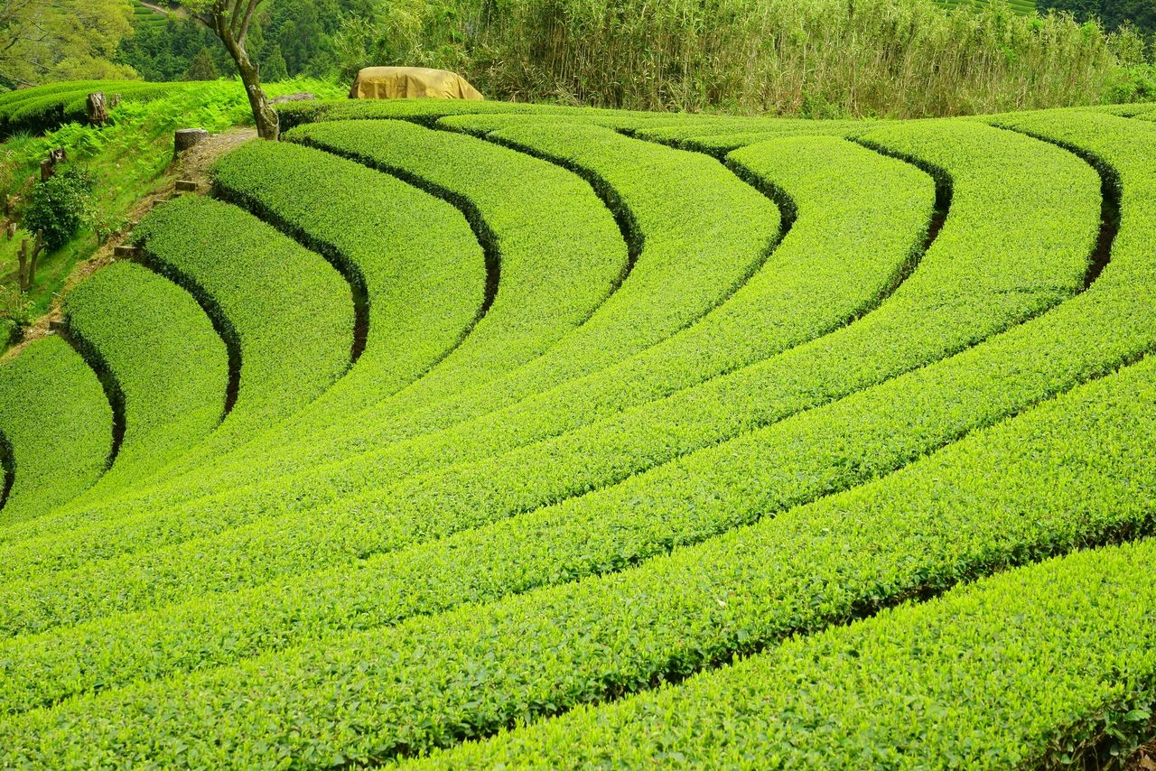 Une plantation de thé à Uji