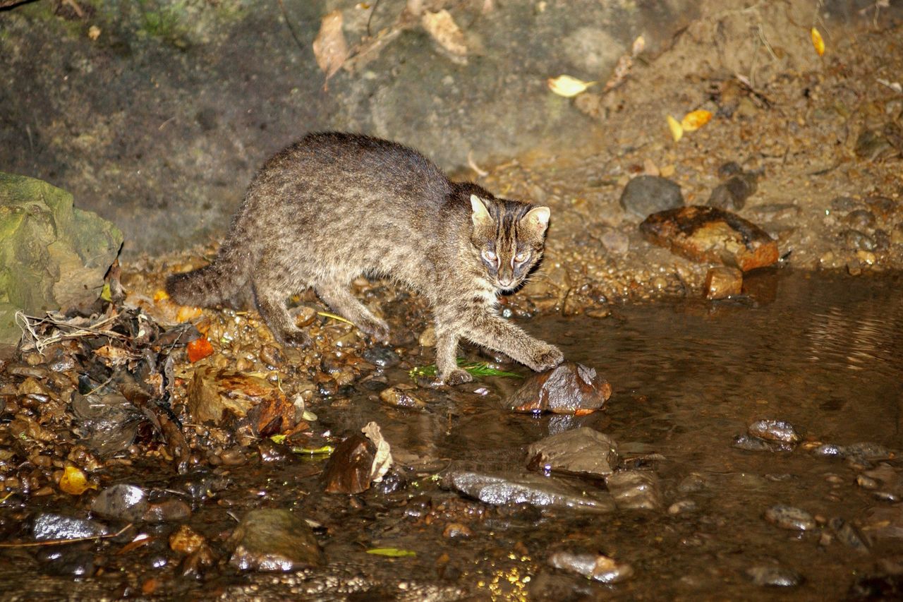 Le chat d’Iriomote ; animal endémique de l’île du même nom(avec l'aimable autorisation de l'OCVB)