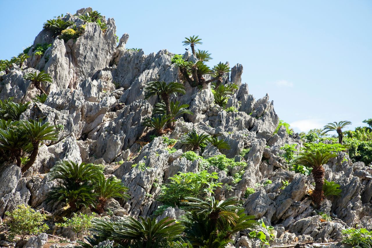 Un parcours de randonnée pour débutants à travers la forêt du mont Daisekirin. Ses étranges agglomérats de pierre et ses rochers géants en surprendront plus d’un (avec l’aimable autorisation de l'Okinawa Convention & Visitors Bureau)