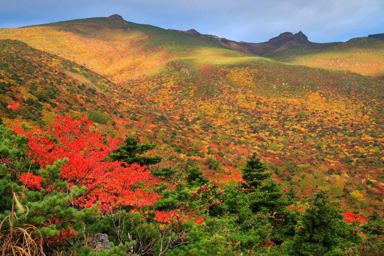 Les couleurs d’automne au mont Adatara. Un funiculaire nous emmène jusqu’au sommet. (Pixta)