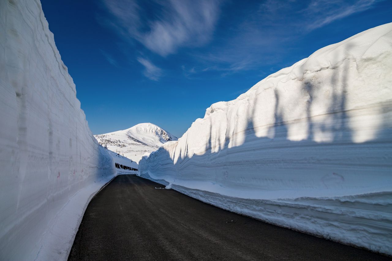 Les murs de neige le long de la route Hachimantai Aspite Line déneigée au début du printemps. Ces murs peuvent faire jusqu’à huit mètres de haut. (Pixta)