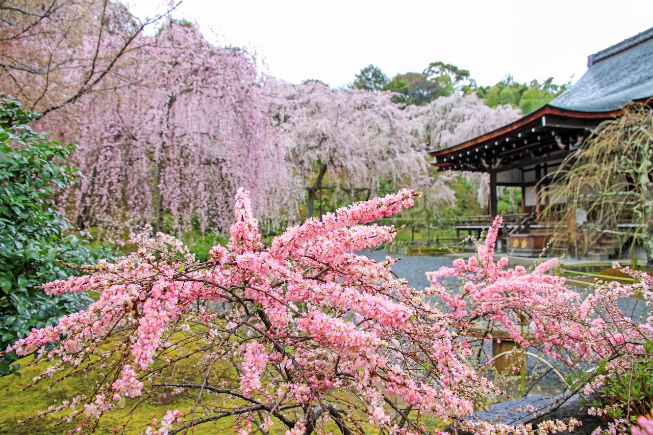 C’est ici que l’on célèbre l’empereur Go-Daigo. Les cerisiers pleureurs que l’on fit venir du mont Yoshino (préfecture de Nara) où il trouva la mort, veillent sur le mausolée (Tahôden) du défunt empereur.