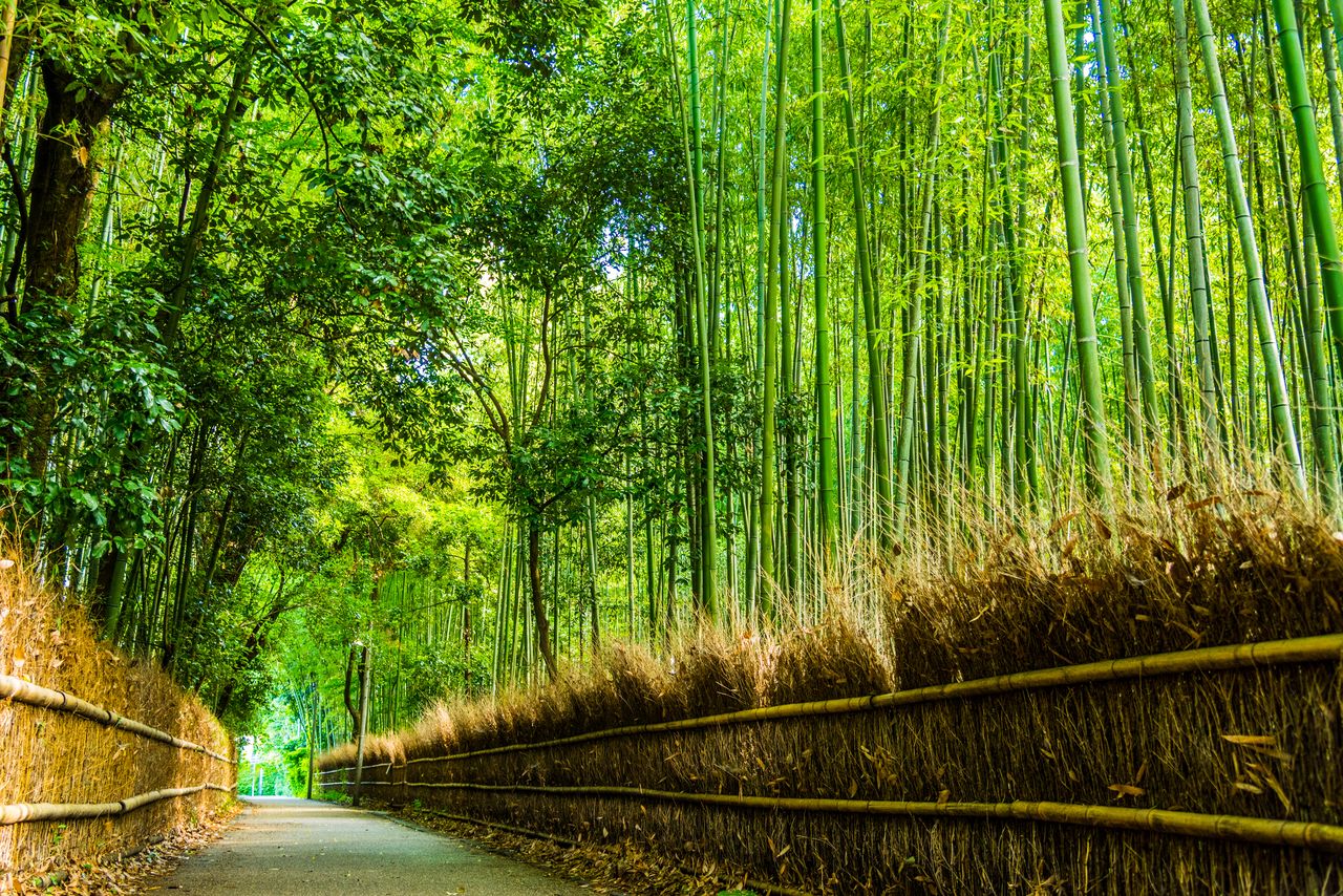 Des bambous de 5 à 10 mètres de haut se dressent et bordent ce chemin qui a été classé paysage historique protégé de Kyoto.