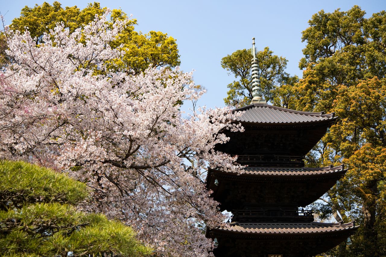 La pagode Entsûkaku, avec en arrière-plan les cerisiers en fleurs : à ne pas manquer dans le jardin Chinzansô