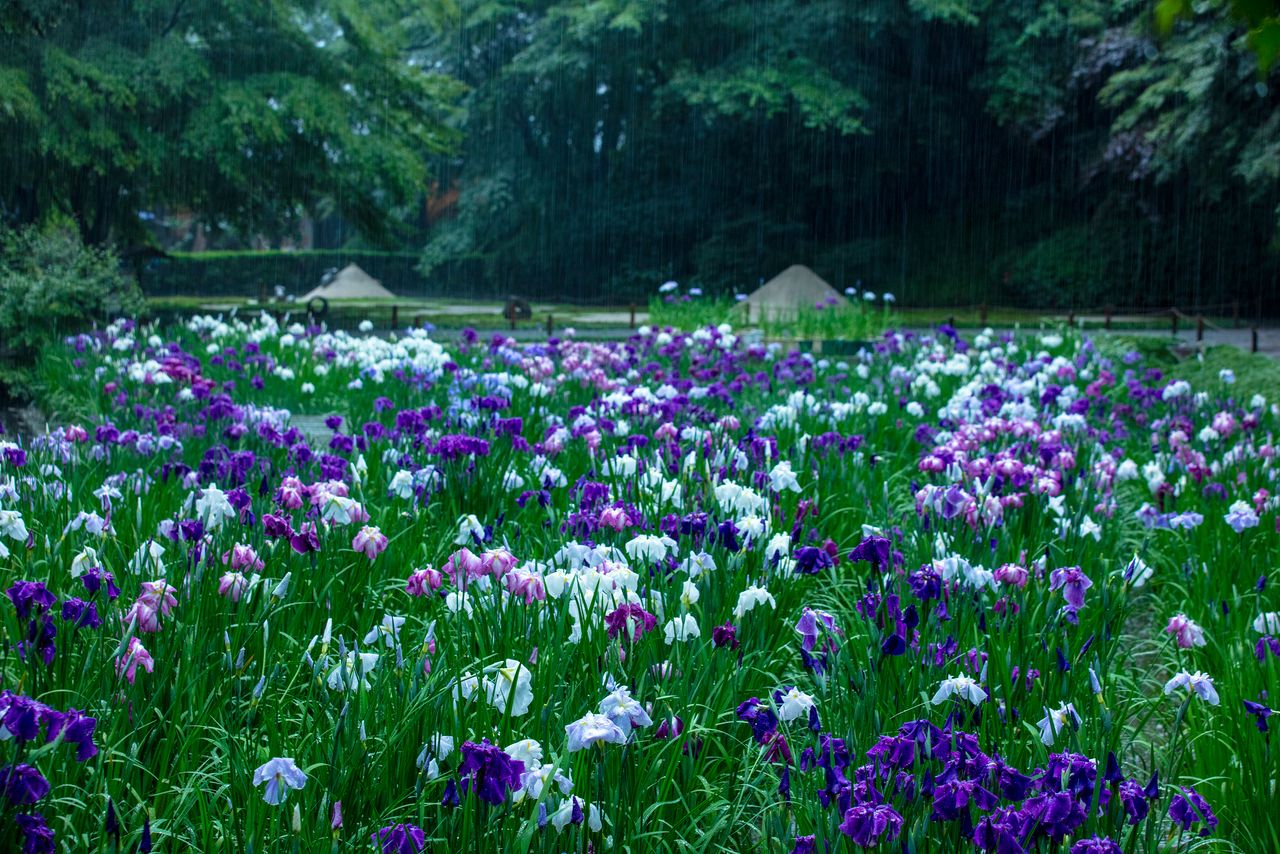 Les iris sont également spectaculaires. Ce secteur du jardin est ouvert au public pendant la saison de floraison.