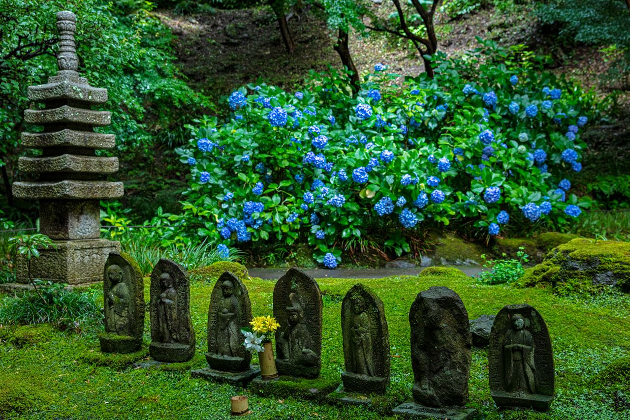 Les hortensias forment un fond bleu ou violet pour les bouddhas de pierre.