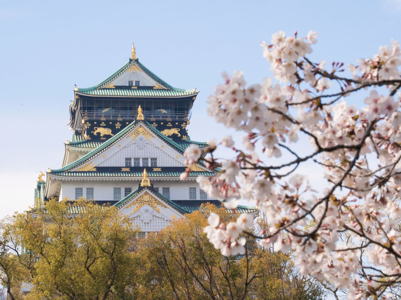 Dans le jardin Nishi-no-maru, les cerisiers en fleurs avec le château en arrière-plan.