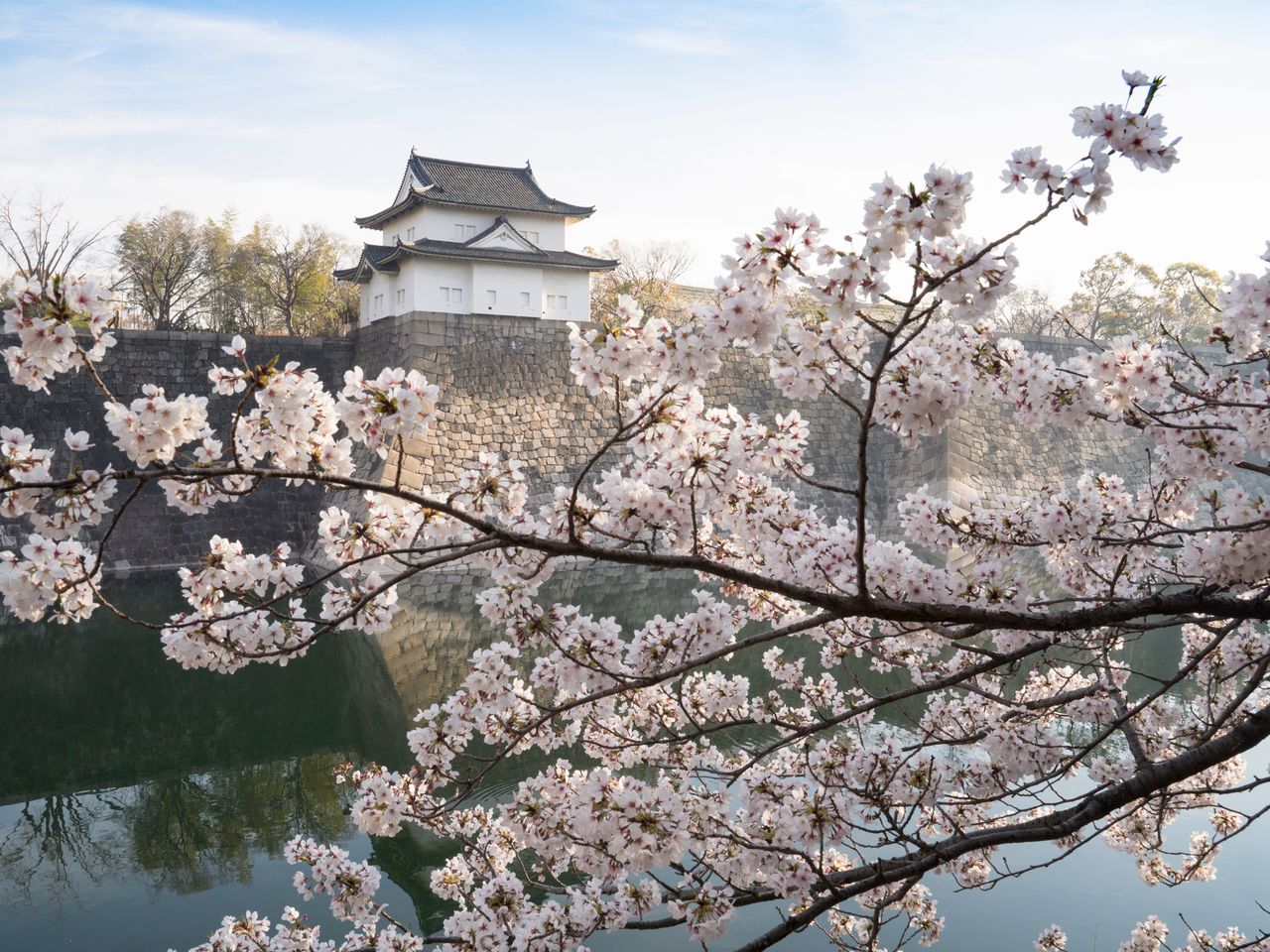 Depuis les douves, vue de la tourelle Rokuban, bien culturel important, à la saison des cerisiers en fleurs. Ceux-ci sont de la variété somei yoshino.