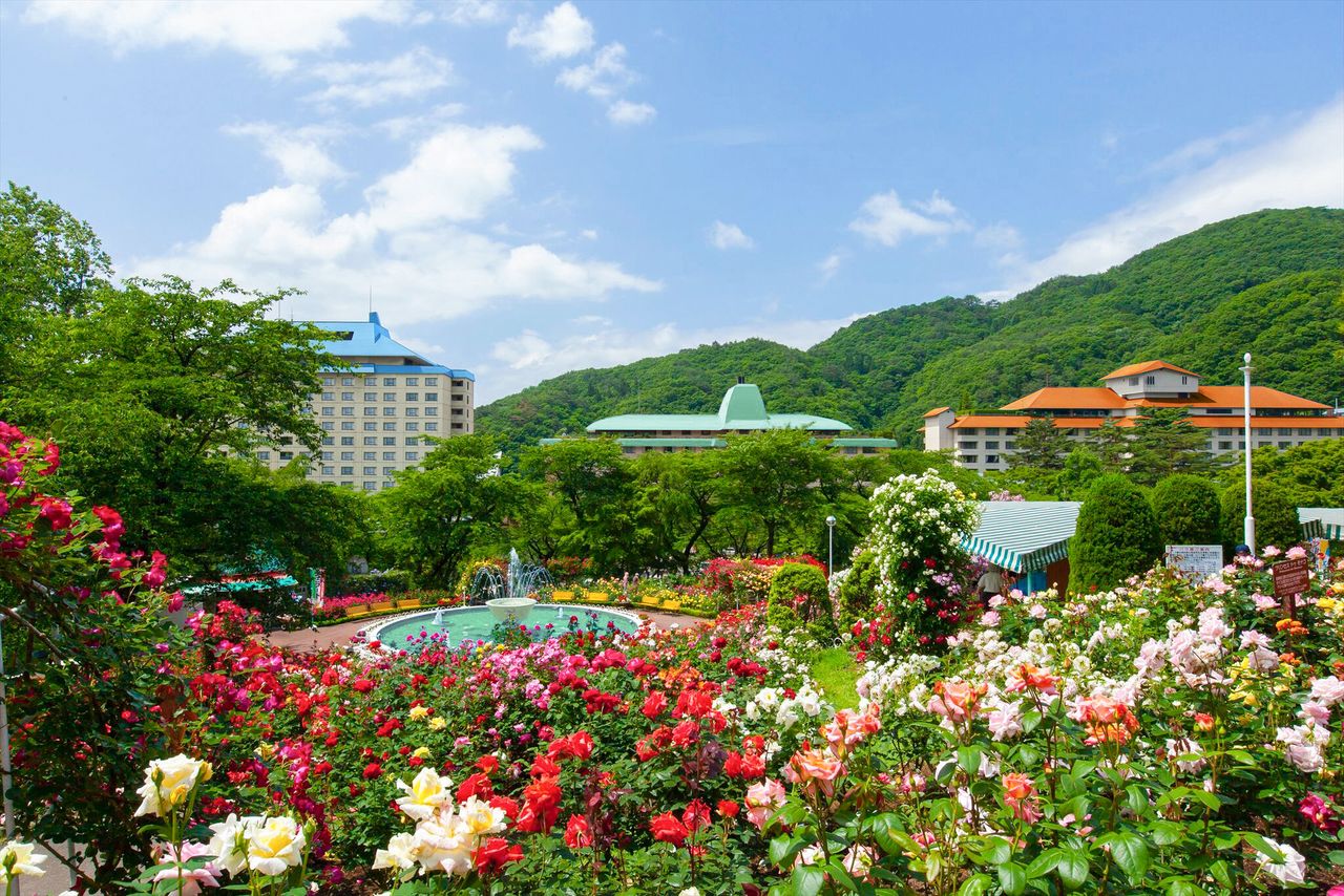 Le jardin de Hanamaki Onsen abrite plus de 6000 rosiers de 450 variétés différentes. De gauche à droite : les hôtels Senshûkaku, Hanamaki et Kôyôkan (avec l'aimable autorisation de Hanamaki Onsen Co., Ltd.)