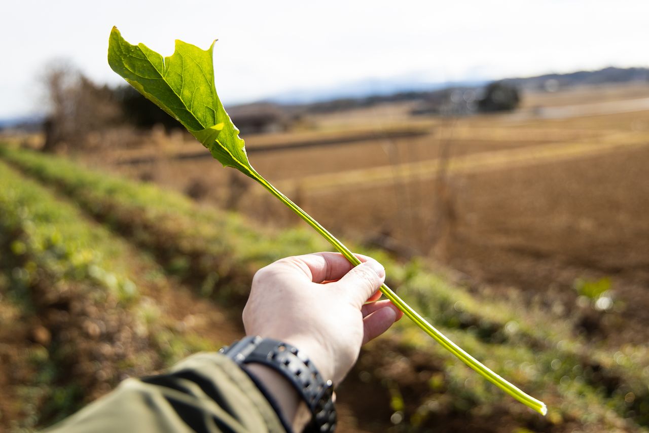 Les épinards de la ferme Nikkei de Kôriyama ont une tige particulièrement longue et ils sont réputés pour leur goût sucré. 