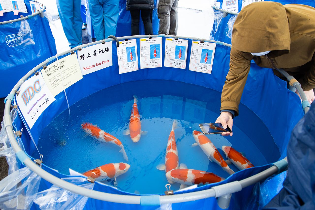 Des acheteurs envoient en temps réels des photos et des vidéos de poissons à des collectionneurs étrangers.
