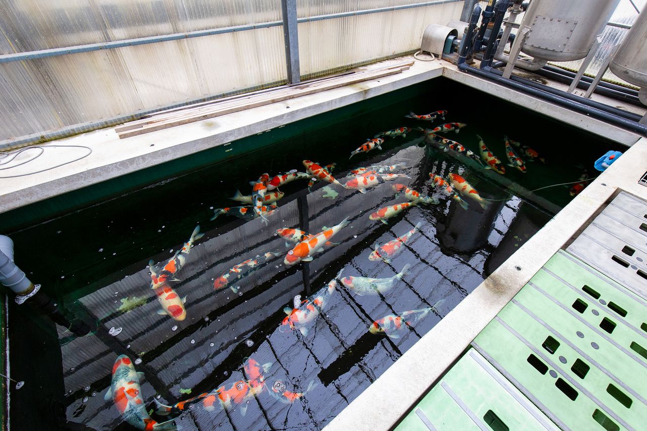 Dans le cadre de la préparation d'une exposition de nishikigoi, les poissons sont placés dans un grand bassin où ils disposent de suffisamment d'espace pour grandir.