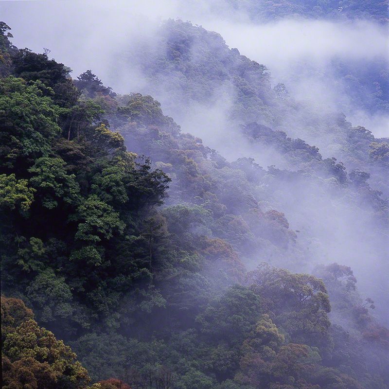 La forêt laurifère enveloppée de brume