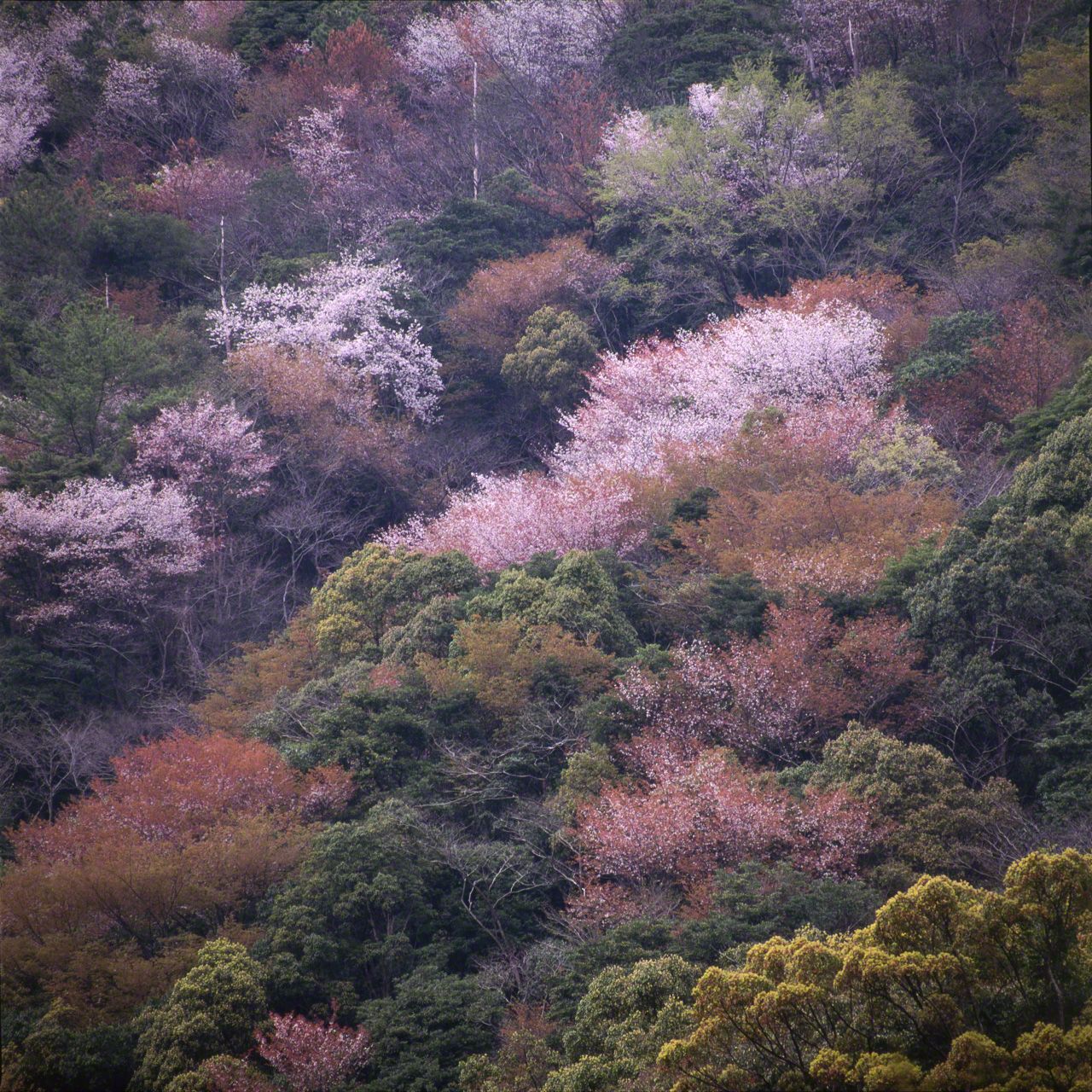 Prunus (syn. Cerasus) jamasakura, en japonais yamazakura, cerisier des montagnes, dont les fleurs annoncent l’arrivée du printemps.