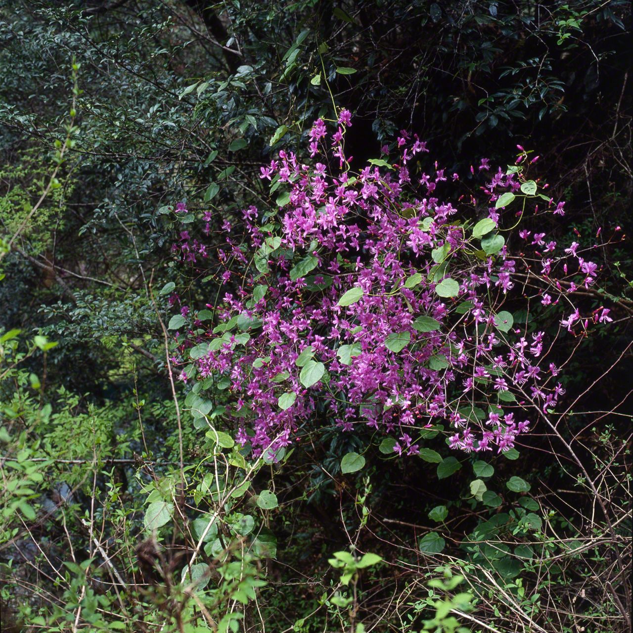Rhododendron sauvages (azalées) à feuilles persistantes azalea japonica. On en trouve dans tout le Japon.