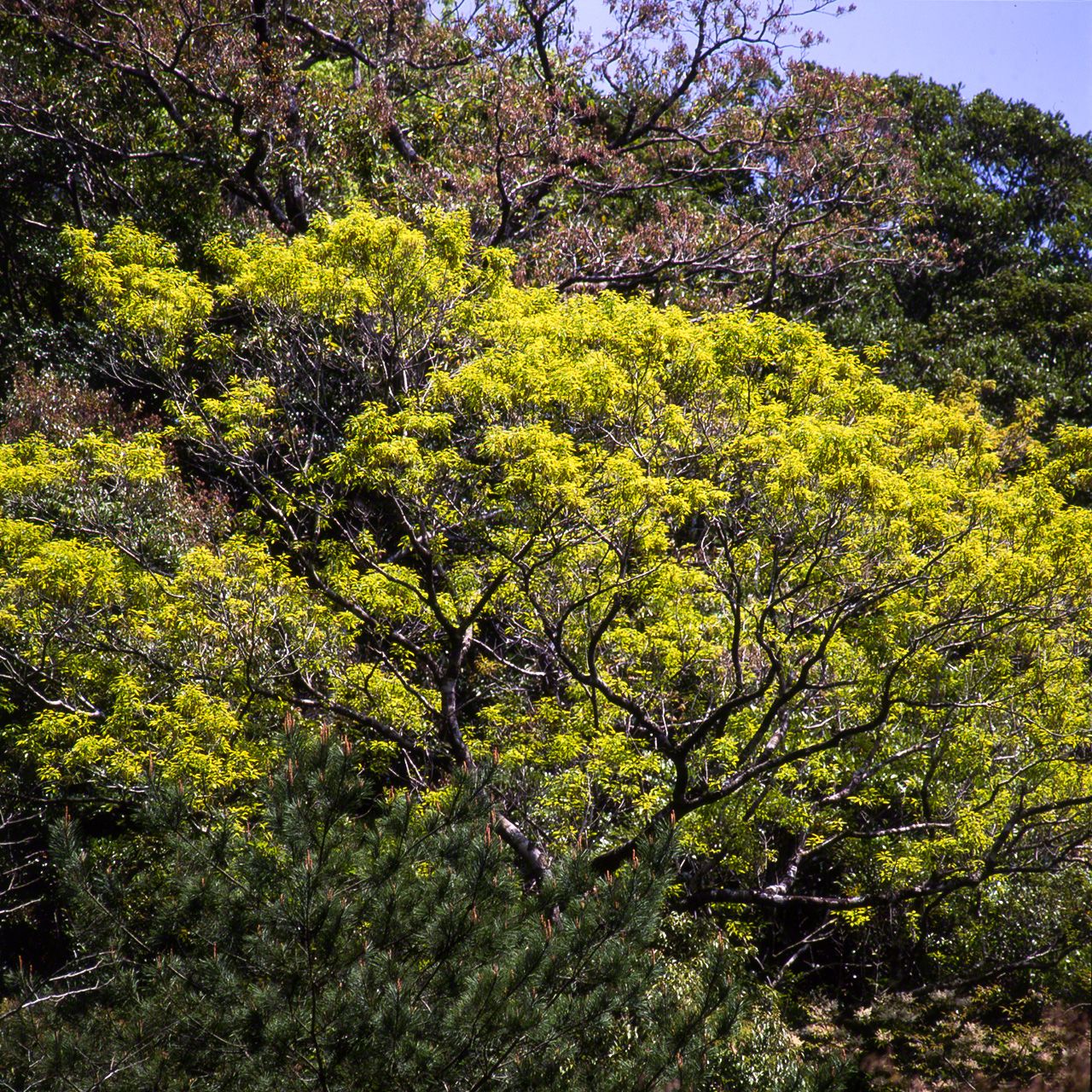 Fleurs et nouvelles feuilles du Quercus salicina