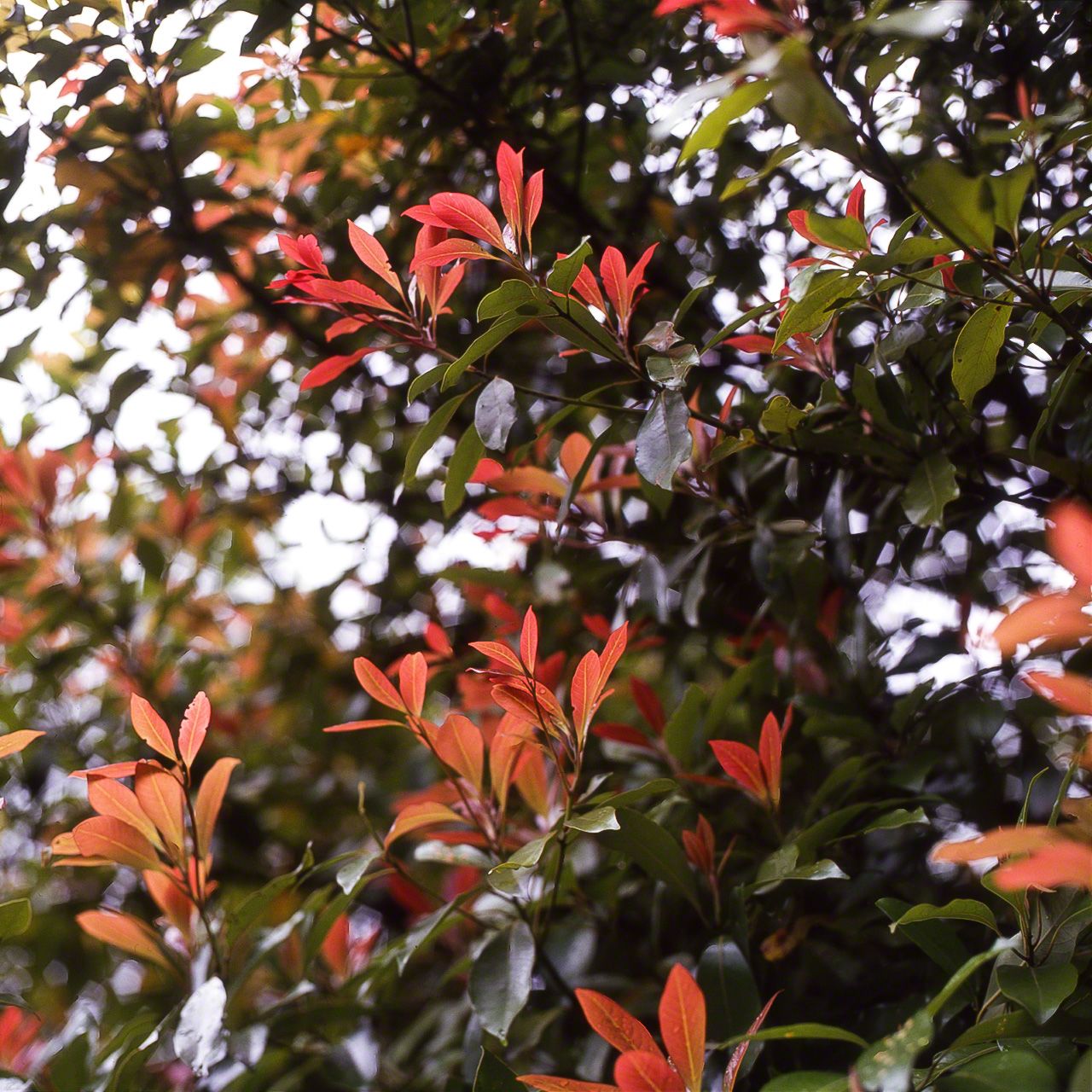 Les nouvelles feuilles du Machilus thunbergii. Elles varient du rouge au vert pâle.