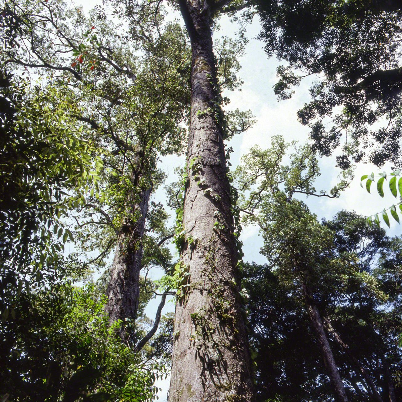 Un grand Ichiigashi, du genre Cyclobalanopsis, sous-genre de Quercus. Cet arbre est le meilleur représentant des grands arbres laurisylves. Son tronc porte peu de branches, et il peut atteindre 20 mètres de haut.