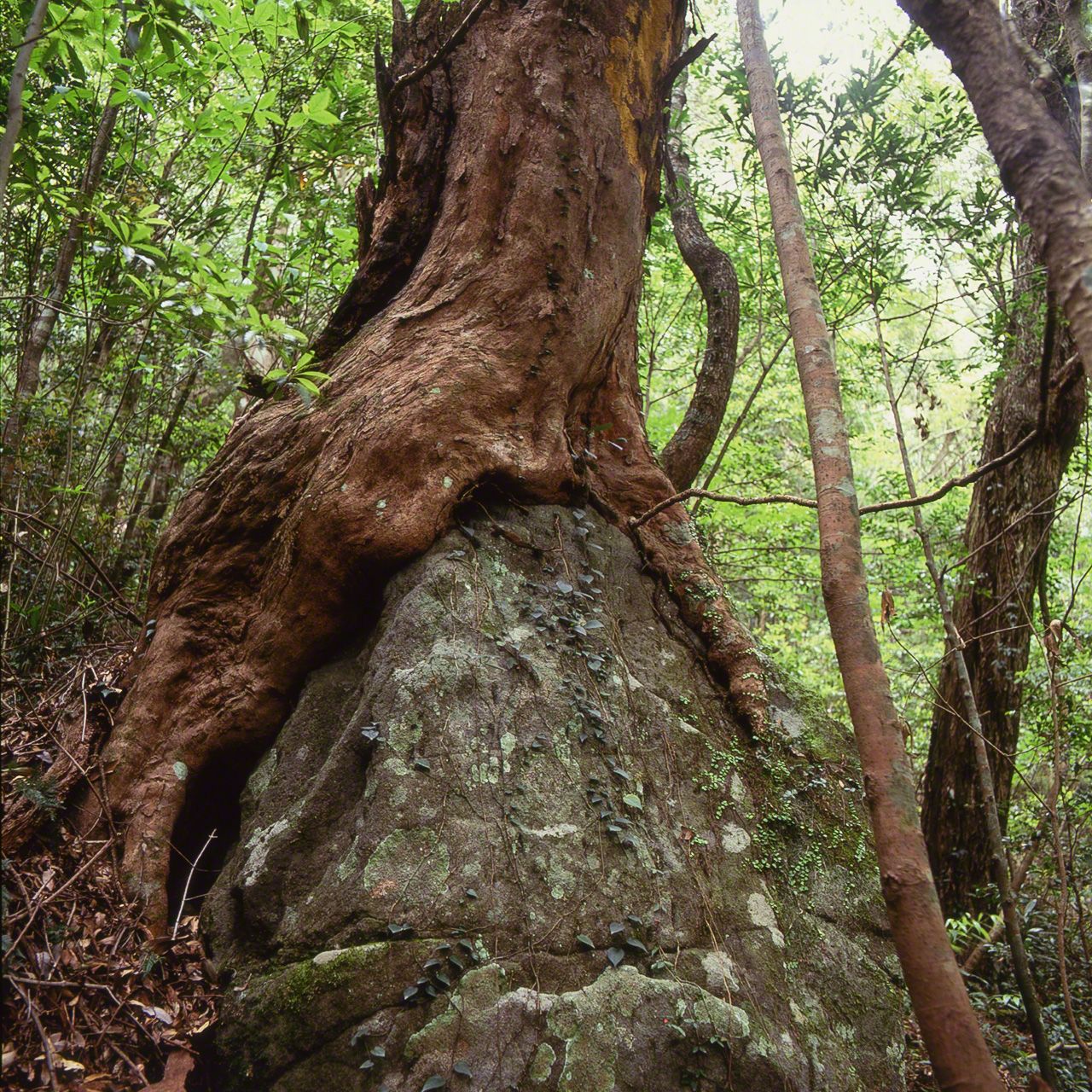 Distylium racemosum, arbre de la famille des Hamamelidaceae, dont les racines semblent vouloir avaler les rochers.