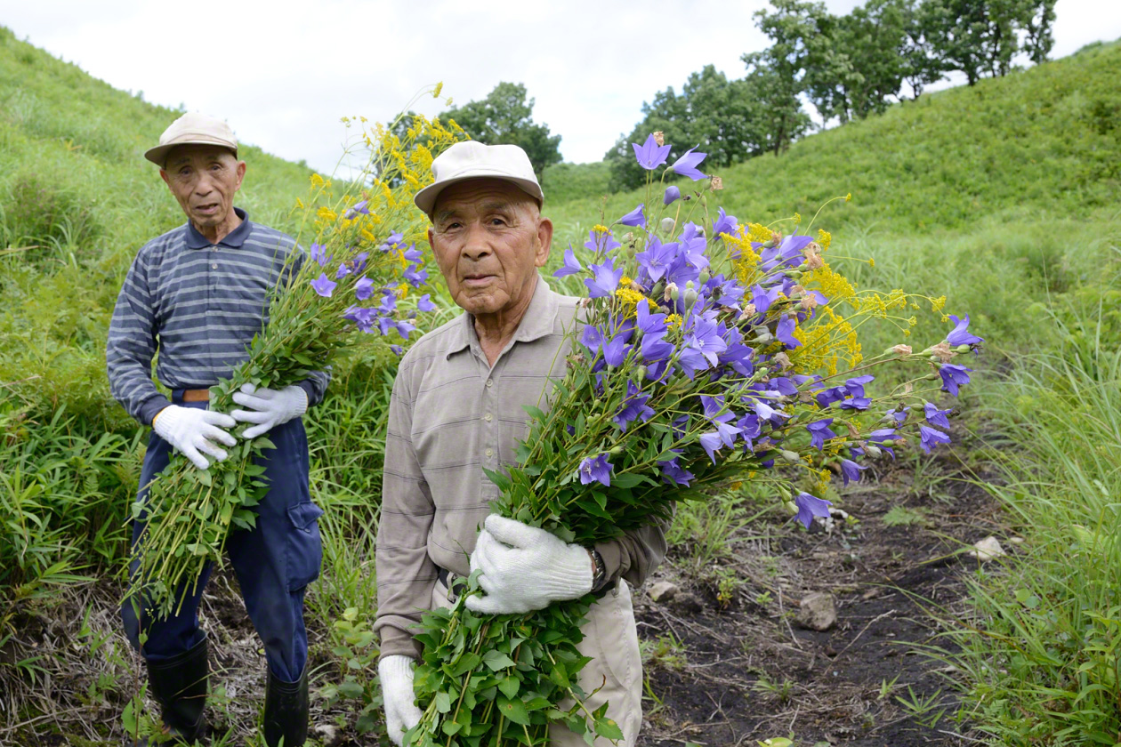 Des agriculteurs les bras chargés de fleurs d’ominaeshi et de campanules kikyô destinées à orner l’autel bouddhique de leur foyer.