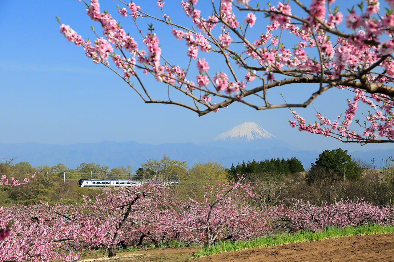 Avril. Une rame Azusa de la série E353, sur la ligne JR Chûô, entre les gares de Shinpu et Anayama, à Narasaki, préfecture de Yamanashi. Le paysage devient une étendue de fleurs roses sur laquelle le mont Fuji et les montagnes de Yatsugatake et des Alpes du sud semblent  flotter. Dans cette photo, le train traverse ce paysage enchanté, avec le mont Fuji en arrière plan.