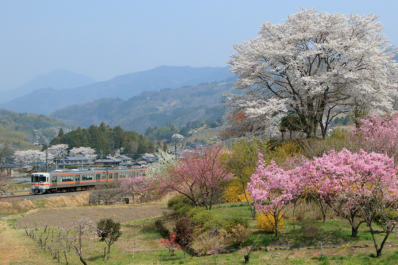Avril. Une rame de la s&eacute;rie A313, sur la ligne JR Ch&ucirc;&ocirc;, entre les gares de Ochiaigawa et Nakatsugawa, a Nakatsugawa, dans la pr&eacute;fecture de Gifu. Je roulais en voiture, &agrave; la recherche de l&rsquo;endroit id&eacute;al pour allier le train aux paysages de saison. Je suis tomb&eacute; sur ce petit village sans pr&eacute;tention de Nakatsugawa et ses magnifiques cerisiers en fleur, me permettant de capturer ce paysage de printemps.