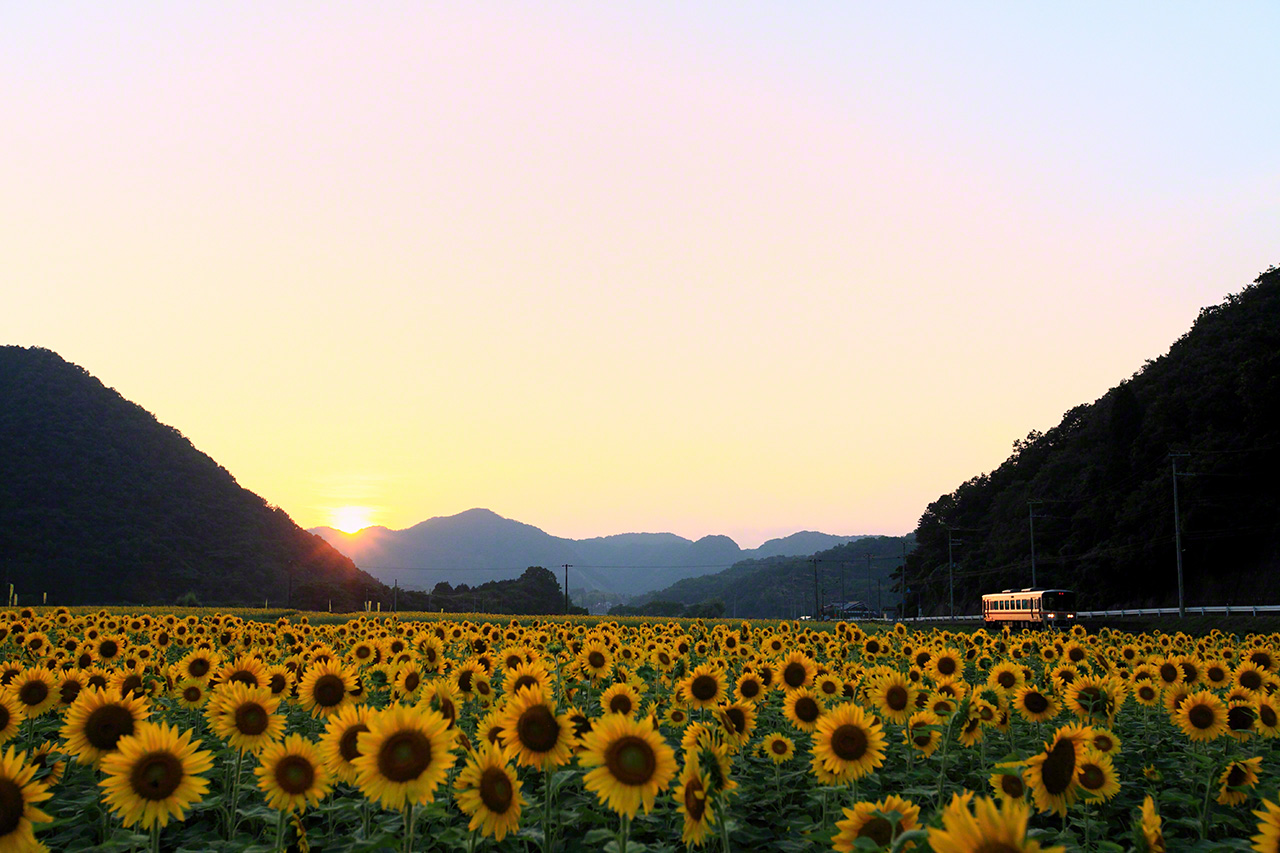 Juillet. Un train diesel de la s&eacute;rie KiHa 127, sur la ligne JR Kishin, entre les gares de Harimatokusa et Mikazuki, &agrave; Say&ocirc;, pr&eacute;fecture de Hy&ocirc;g&ocirc;. Say&ocirc; est connu pour ses tournesols qui attirent &eacute;norm&eacute;ment de touristes, ce qui rend difficile de trouver une bonne perspective pendant la journ&eacute;e. J&rsquo;ai donc fait le choix du coucher du soleil, et le train est pass&eacute; juste au bon moment.
