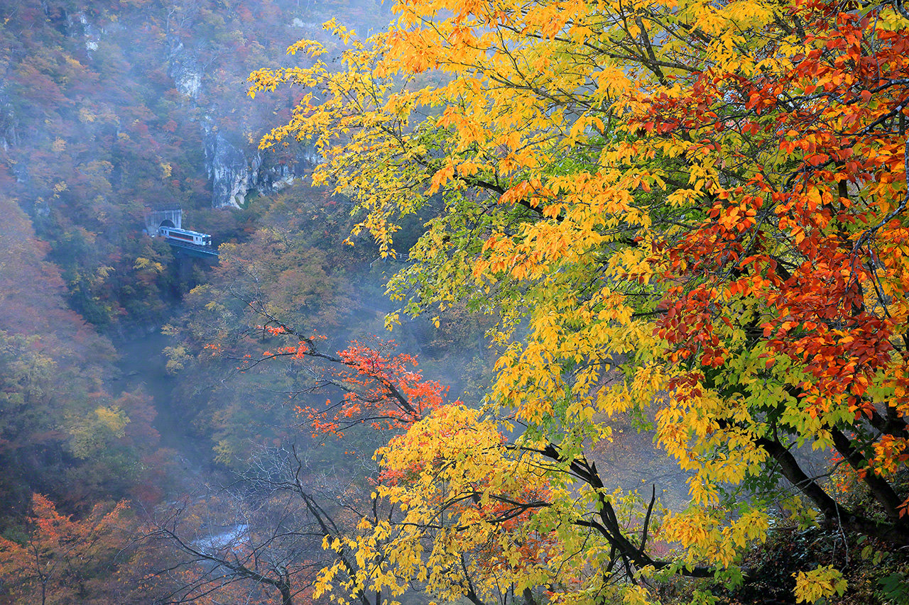 Octobre. Un train diesel de la s&eacute;rie KiHa 110, sur la ligne JR Rikut&ocirc;, entre les gares de Naruko Onsen et Nakayamadaira Onsen, &agrave; &Ocirc;saki,  dans la pr&eacute;fecture de Miyagi. Les gorges de Naruko sont un des plus beaux sites de la r&eacute;gion de T&ocirc;hoku pour admirer le feuillage d&rsquo;automne. La vue du train qui arrive dans la vall&eacute;e aux couleurs flamboyantes est &agrave; couper le souffle. Et au moment o&ugrave; la brume se l&egrave;ve,  &ccedil;a devient un paysage de r&ecirc;ve.