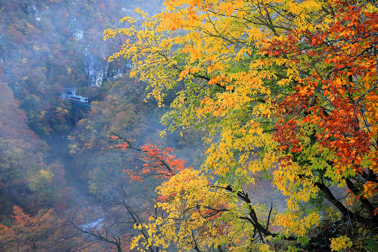 Octobre. Un train diesel de la série KiHa 110, sur la ligne JR Rikutô, entre les gares de Naruko Onsen et Nakayamadaira Onsen, à Ôsaki,  dans la préfecture de Miyagi. Les gorges de Naruko sont un des plus beaux sites de la région de Tôhoku pour admirer le feuillage d’automne. La vue du train qui arrive dans la vallée aux couleurs flamboyantes est à couper le souffle. Et au moment où la brume se lève,  ça devient un paysage de rêve.
