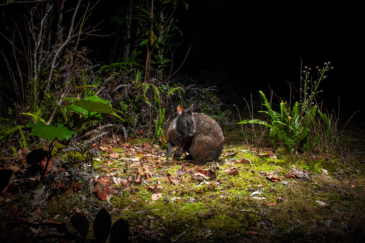 Un lapin d’Amami se déplaçant dans la forêt.