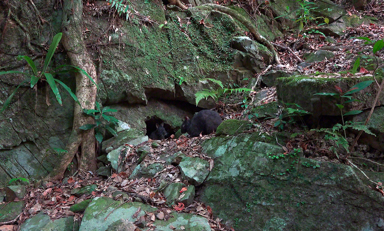 Un terrier construit dans un interstice entre des rochers