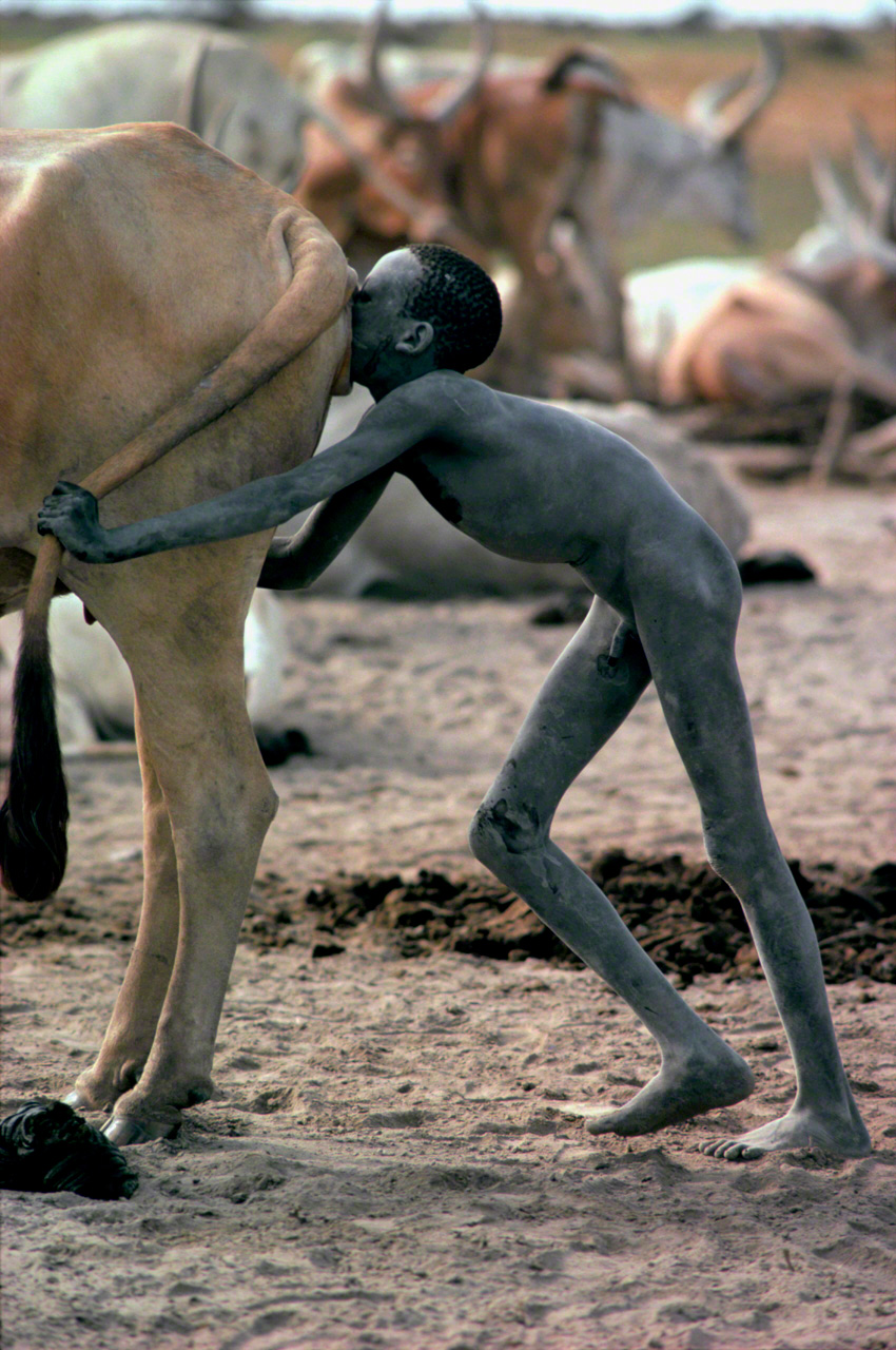 Un garçon Dinka souffle dans les parties génitales d’une génisse afin de la stimuler sexuellement pour qu’elle produise du lait. Photo prise à Sadd, une région reculée du Sud-Soudan, en 1983. (Extrait de « Bahar : Le flot de l’Afrique »)