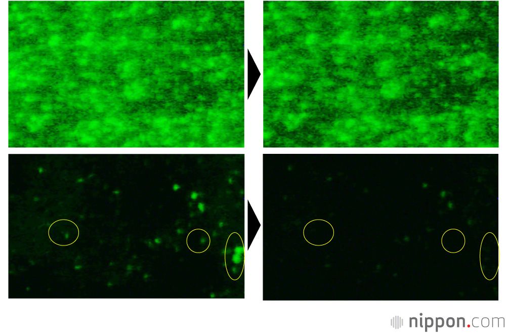 Les images ci-dessus représentent une membrane conventionnelle d'osmose inverse. On voit en bas la membrane nanocomposite mise au point à l'Université Shinshû, au bout de 48 heures sur l'image de gauche, au bout de 52 heures sur l'image de droite. Les protéines vertes adhèrent à la membrane conventionnelle, mais les petits agrégats de protéines adhérant à la membrane nanocomposite se détachent et ont pratiquement disparu au bout de 52 heures. (© Université Shinshû)