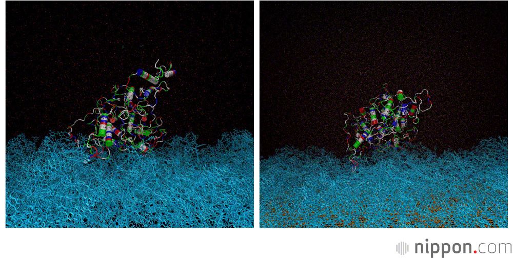 Des protéines adhérent à la membrane conventionnelle représentée à gauche (le matériau fibreux de couleur bleue en bas), alors que leur adhésion à la membrane de l'Université Shinshû, représentée à droite, est faible, si bien qu'un simple rinçage suffit à les éliminer. (© Université Shinshû)