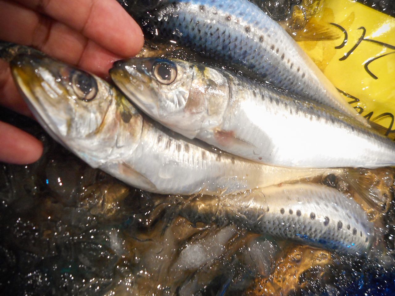 Les sardines ont gagné en popularité parmi les clients, grâce à leur fraîcheur et à leur qualité (photo de l'auteur)