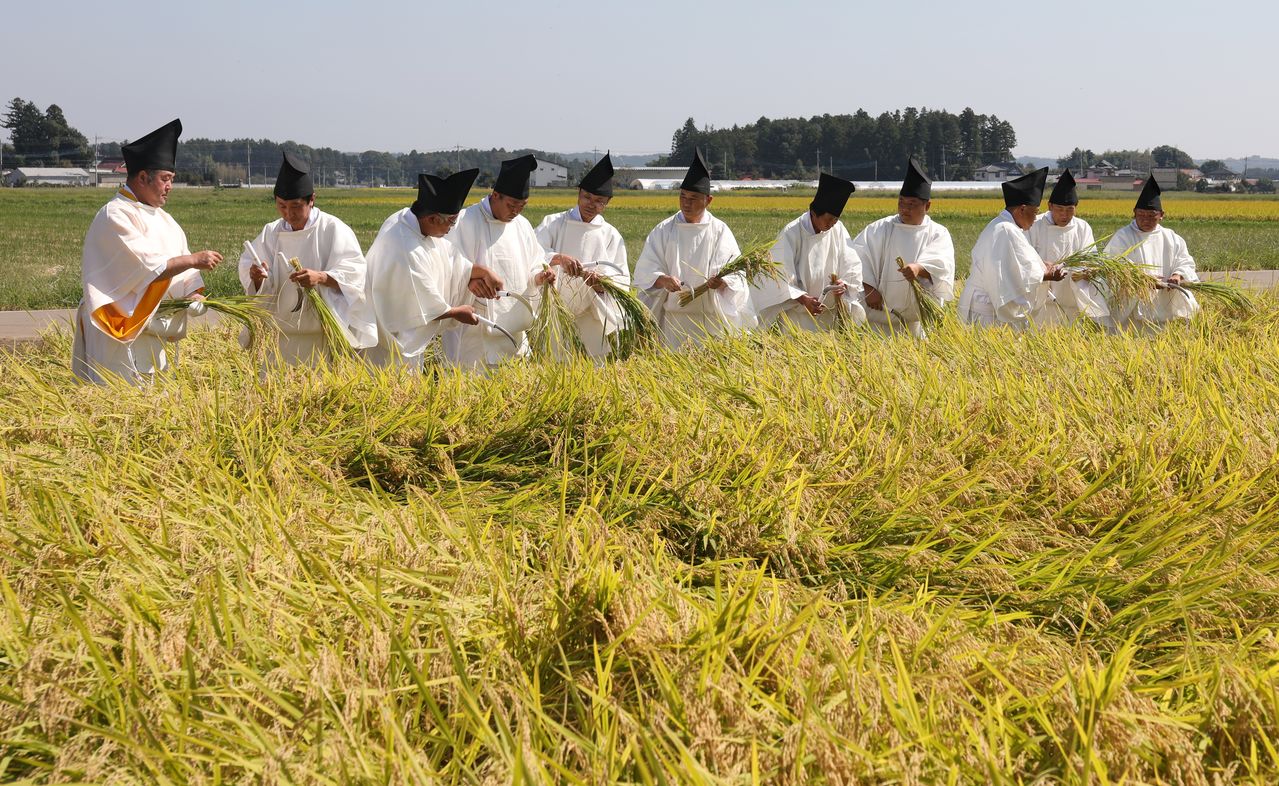 Le 27 septembre 2019 ont eu lieu les deux récoltes du riz, l’une dans la préfecture de Tochigi, l’autre dans celle de Kyoto. Elles ont été effectuées par les propriétaires du terrain et les fermiers locaux, tous vêtus d’un costume blanc. (Jiji Press)