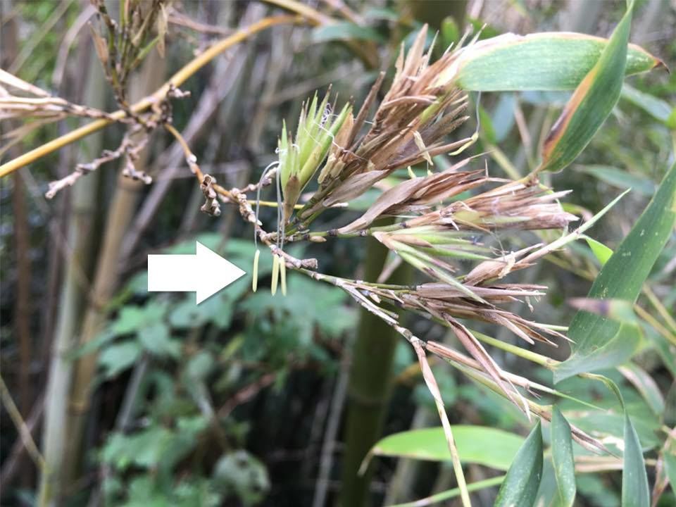 Un bambou du type hachiku (un bambou hénon) en fleur à Kyoto. Les flèches dans cette photo et la suivante signalent l’anthère au bout de l’étamine, la partie reproductive mâle de la fleur.