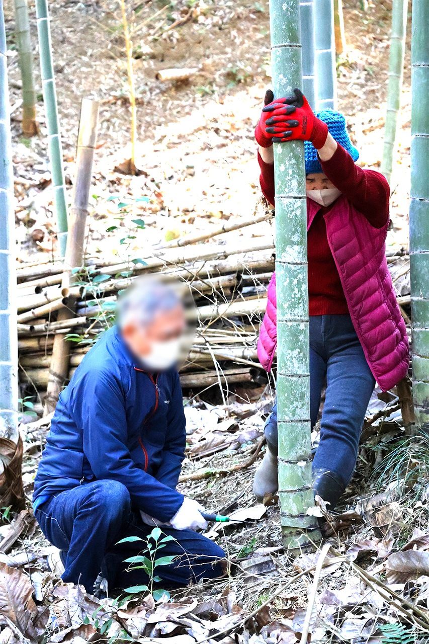 Matsumoto Ayako, à droite, aide à couper des tiges de bambou d'une vingtaine de mètres de haut, février 2025.