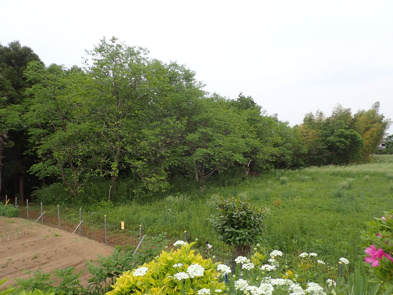 Un champ avec une clôture de protection dans une zone de Fukushima où les ordres d'évacuation ont été levés.  Les résidents ont mis du temps à rentrer chez eux, comme le montre la parcelle abandonnée voisine, et des mesures doivent être prises pour empêcher les verrats d'endommager les cultures et les biens. 