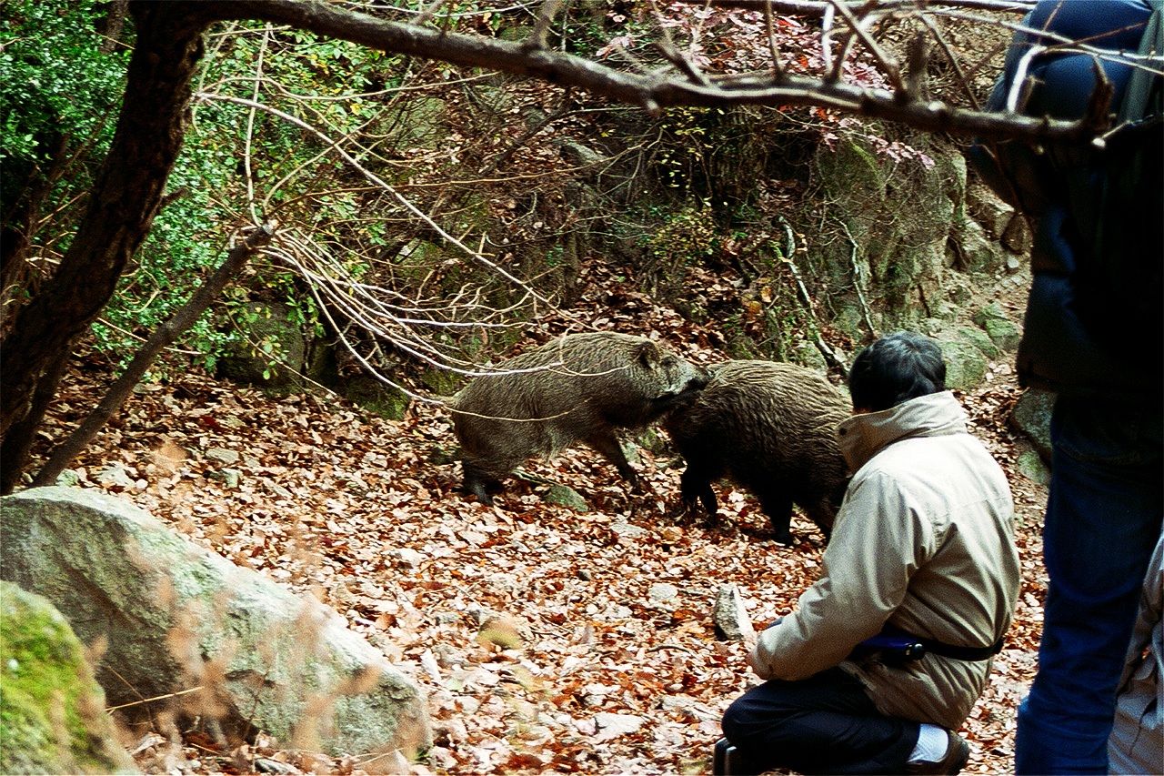 Les sangliers ne montrent aucune peur des humains lorsqu'ils traversent la forêt sur le mont Rokkô. 